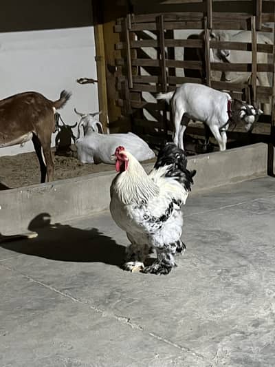 Light columbian brahma male