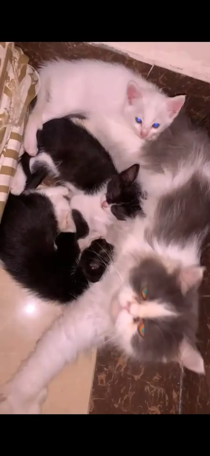 Persian Doll Face Tuxedo Kittens (Mother Triple Coat Persian) — photo 2