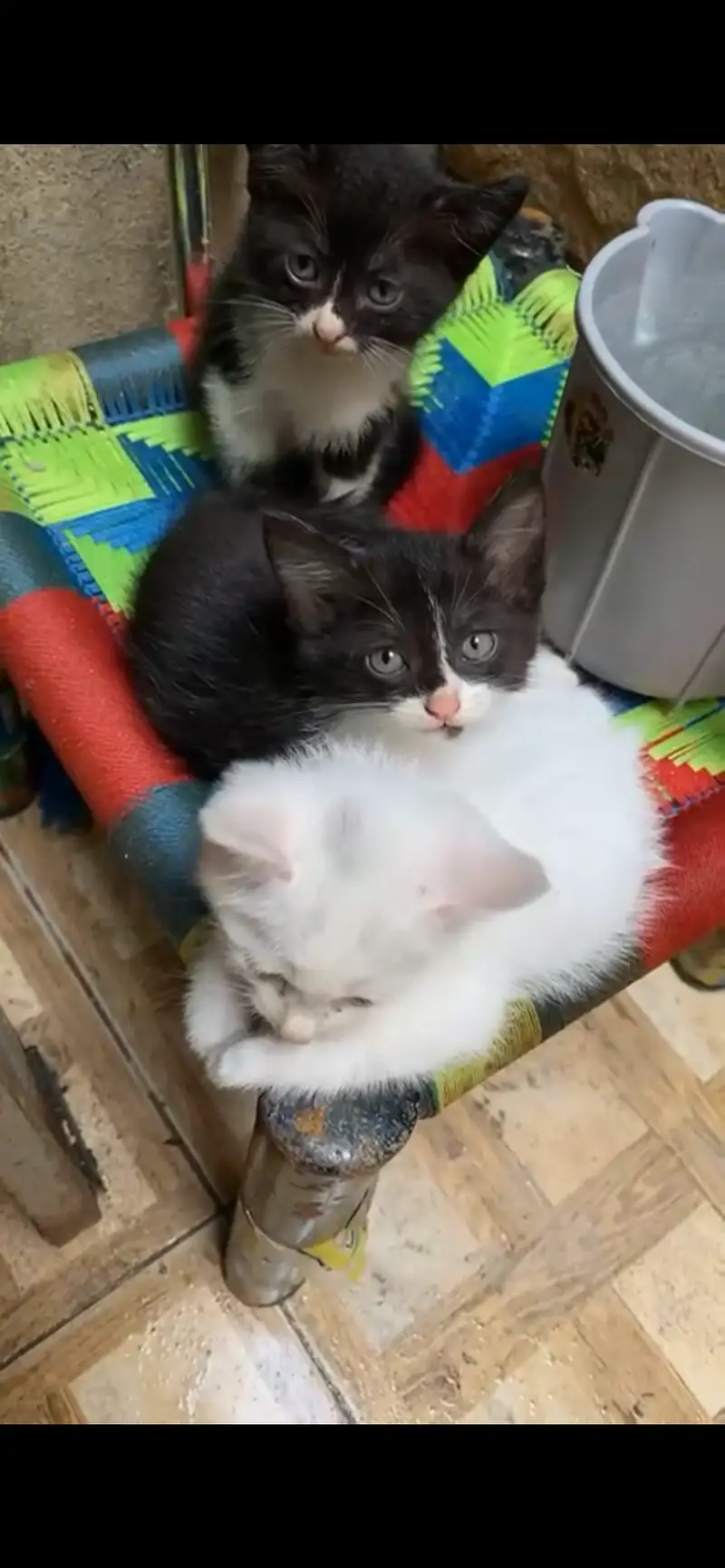 Persian Doll Face Tuxedo Kittens (Mother Triple Coat Persian) — photo 3