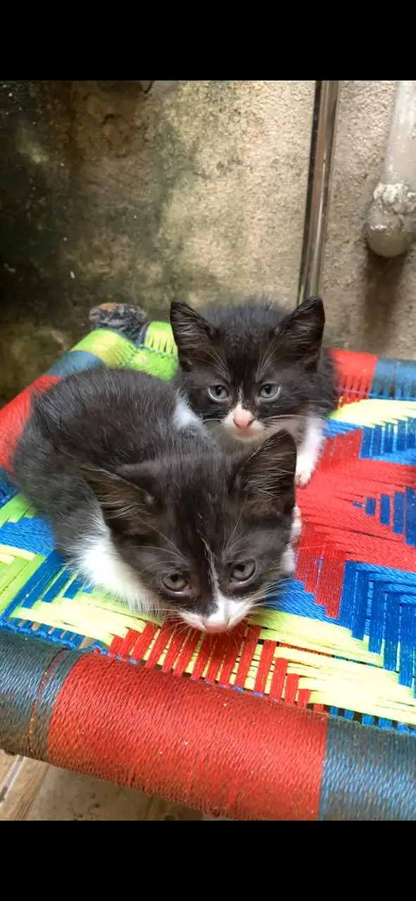 Persian Doll Face Tuxedo Kittens (Mother Triple Coat Persian) — photo 5