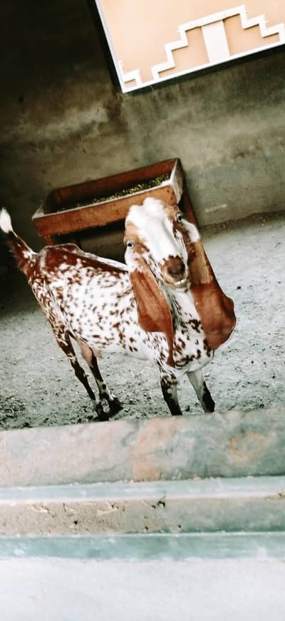 4 dant makhi cheni bakri