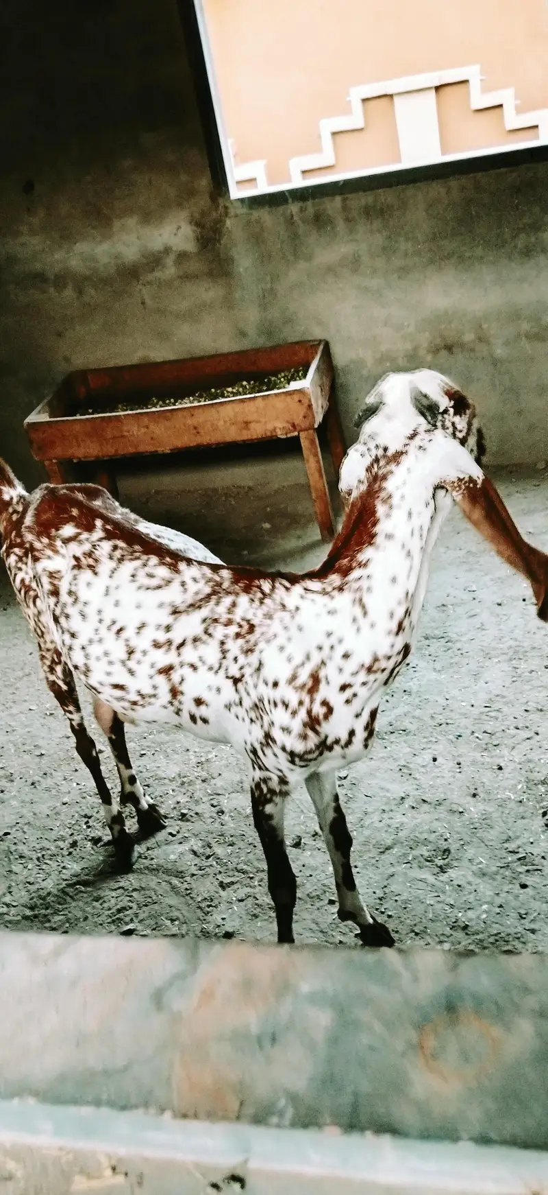 4 dant makhi cheni bakri — photo 2