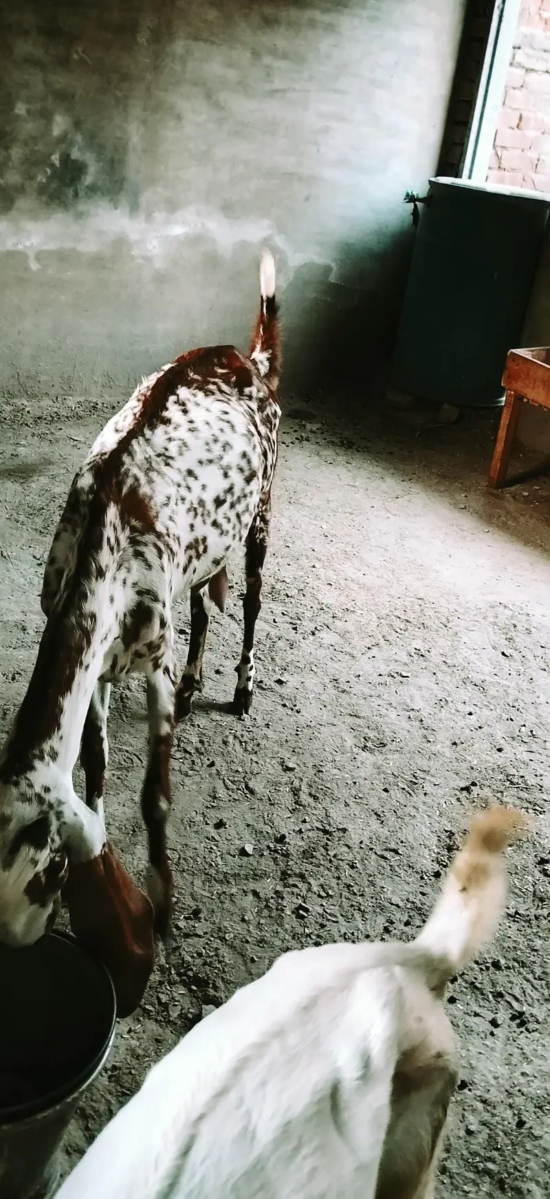 4 dant makhi cheni bakri — photo 3