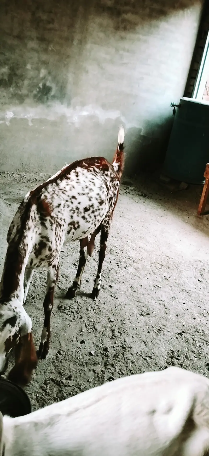 4 dant makhi cheni bakri — photo 4