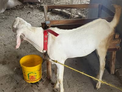Rajanpuri goats  (Bakra & Bakri) (Pair) (0300-7355116)