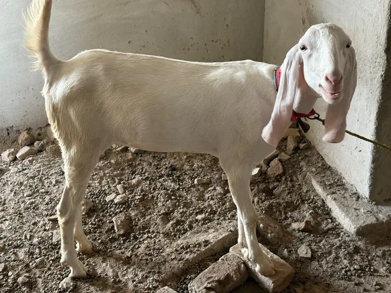 Rajanpuri goats  (Bakra & Bakri) (Pair) (0300-7355116) — photo 2