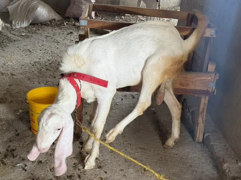Rajanpuri goats  (Bakra & Bakri) (Pair) (0300-7355116) — photo 3