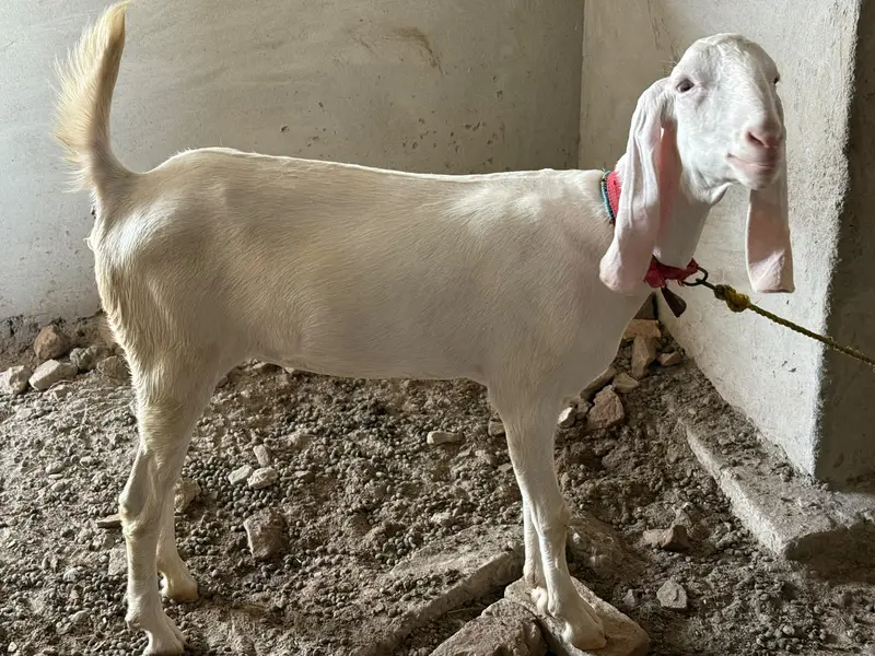 Rajanpuri goats  (Bakra & Bakri) (Pair) (0300-7355116) — photo 4