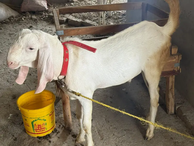 Rajanpuri goats  (Bakra & Bakri) (Pair) (0300-7355116) — photo 5
