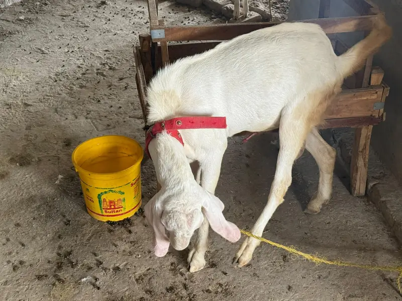Rajanpuri goats  (Bakra & Bakri) (Pair) (0300-7355116) — photo 6