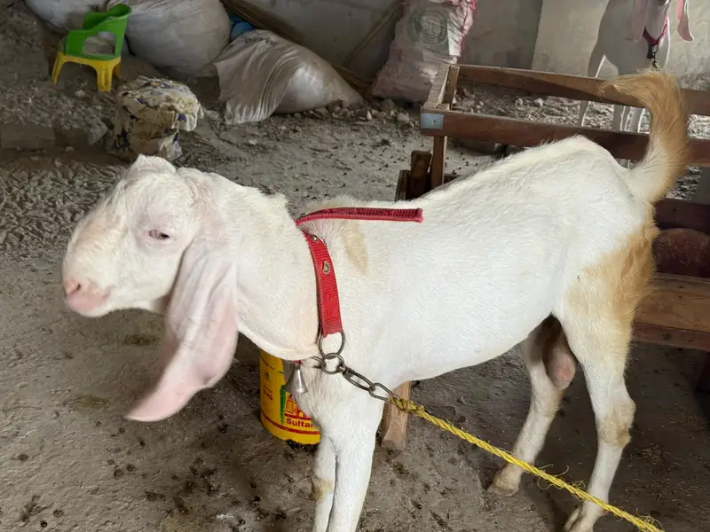 Rajanpuri goats  (Bakra & Bakri) (Pair) (0300-7355116) — photo 7