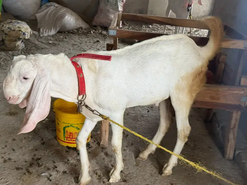 Rajanpuri goats  (Bakra & Bakri) (Pair) (0300-7355116) — photo 8