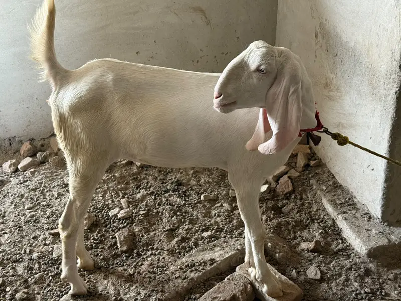 Rajanpuri goats  (Bakra & Bakri) (Pair) (0300-7355116) — photo 9