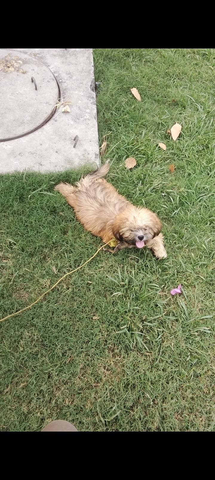 SHITZU 0