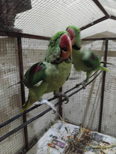bird for sale.
