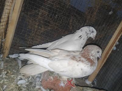 pair for sale