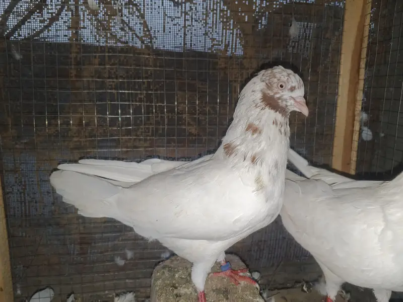 pair for sale — photo 4