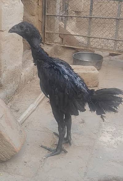 Pure dragon Thai pakoy and burmi breed available