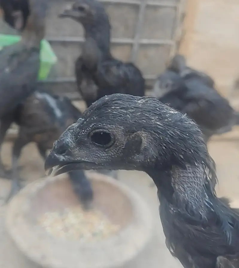 Pure dragon Thai pakoy and burmi breed available — photo 3