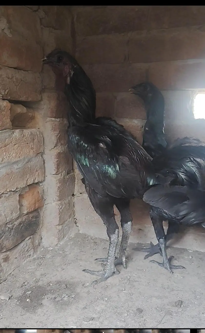 Pure dragon Thai pakoy and burmi breed available — photo 4