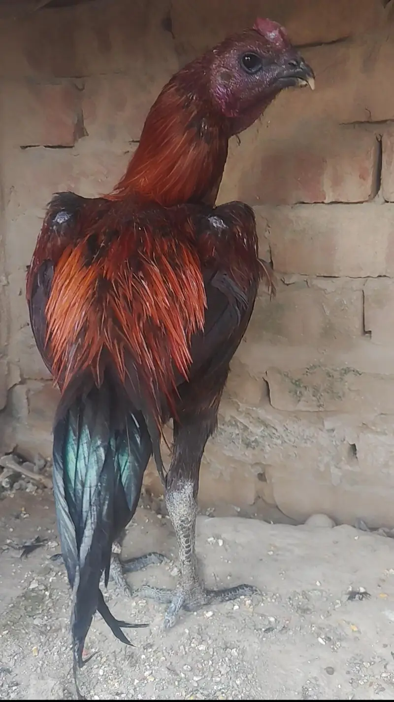 Pure dragon Thai pakoy and burmi breed available — photo 5