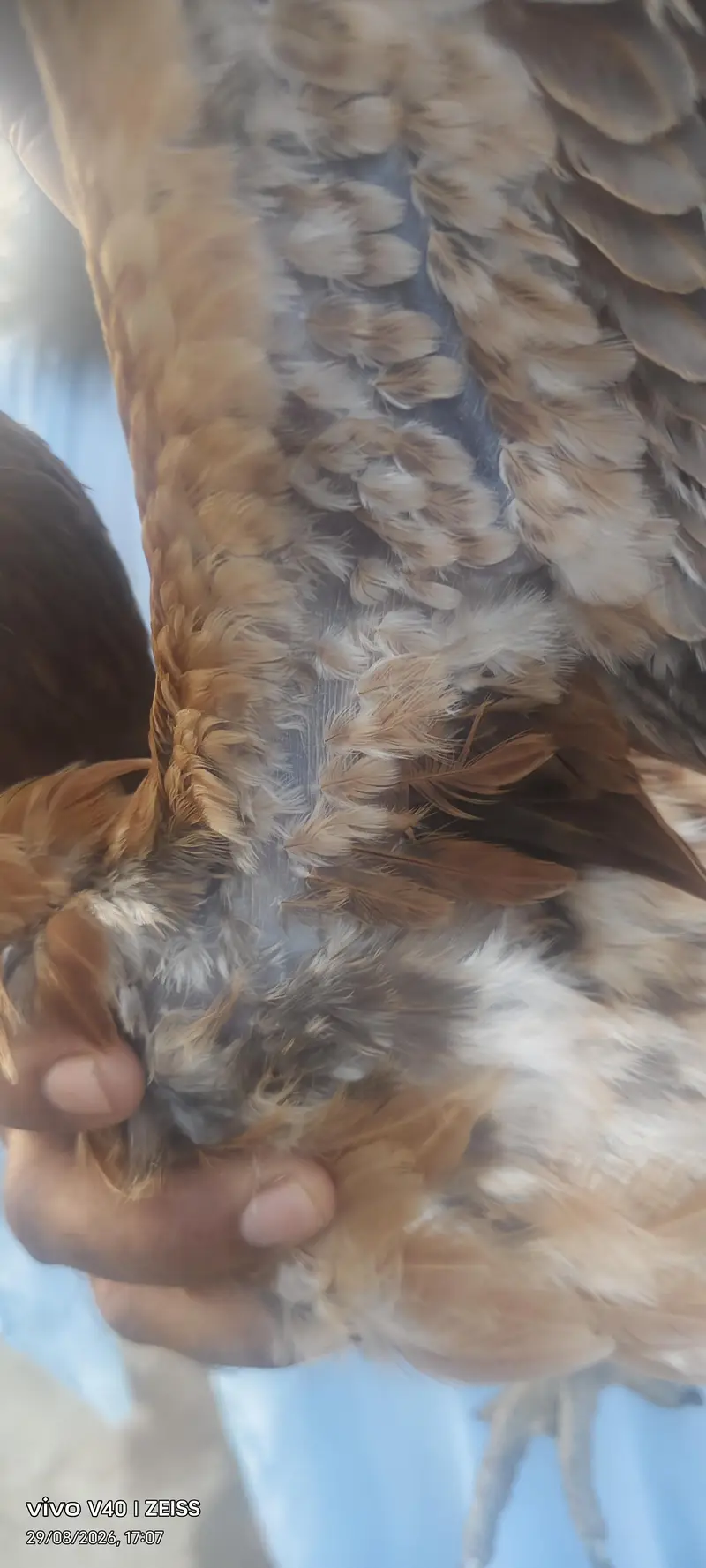 Pure dragon Thai pakoy and burmi breed available — photo 7