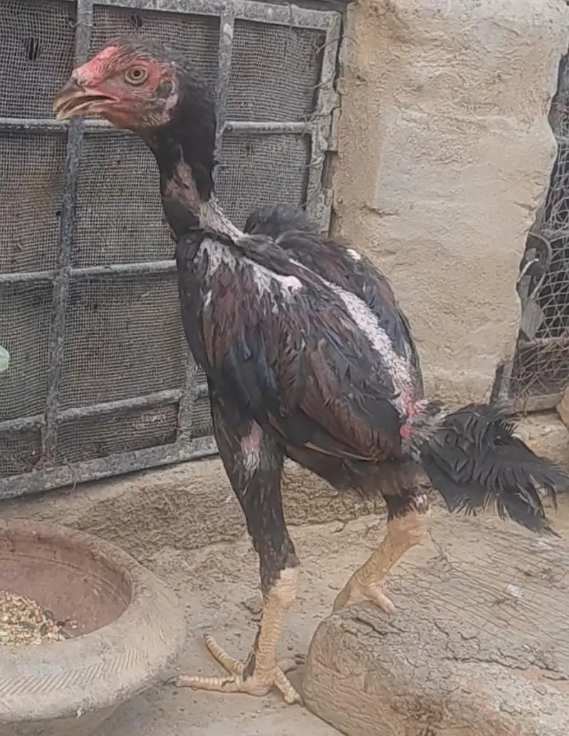 Pure dragon Thai pakoy and burmi breed available — photo 11