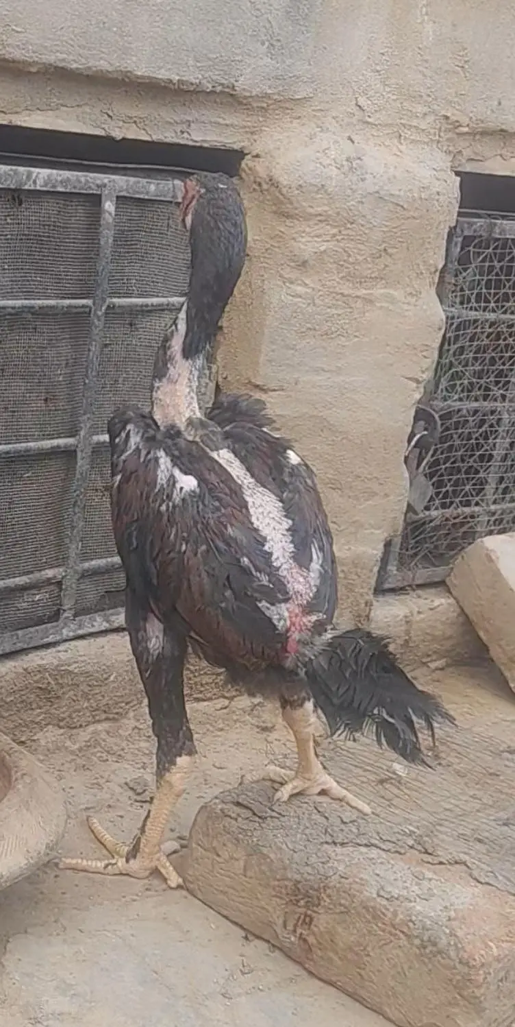 Pure dragon Thai pakoy and burmi breed available — photo 12