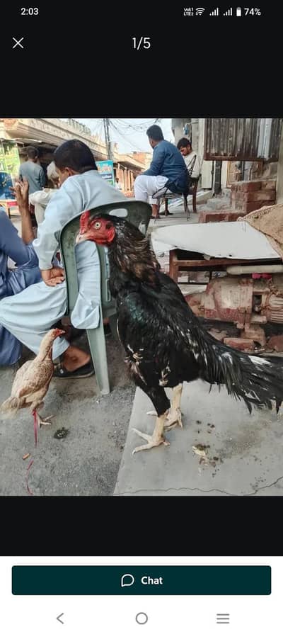 aseel hen Faisalabad 03177433545