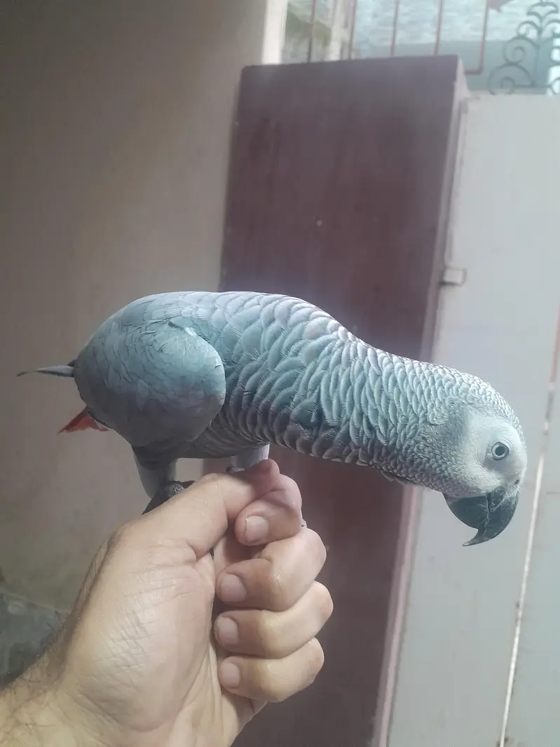 Female Grey Parrot — photo 2