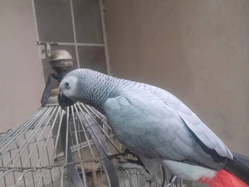 Female Grey Parrot — photo 3