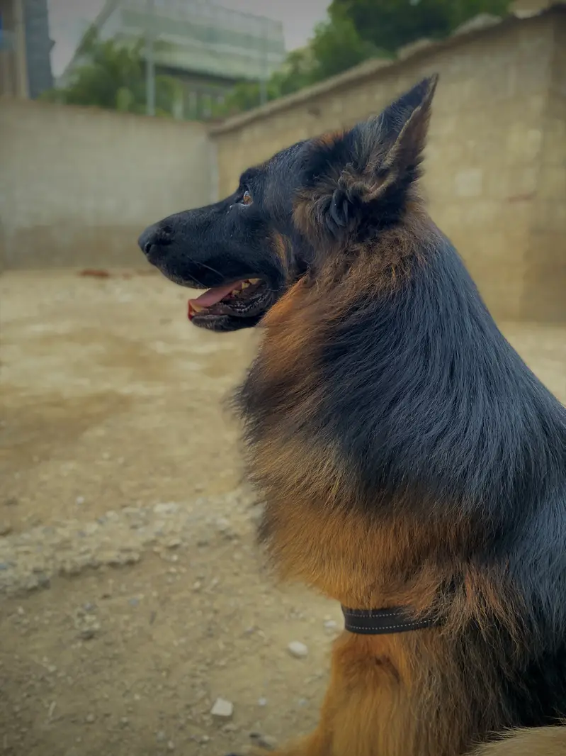German shepherd longcoat pair — photo 2