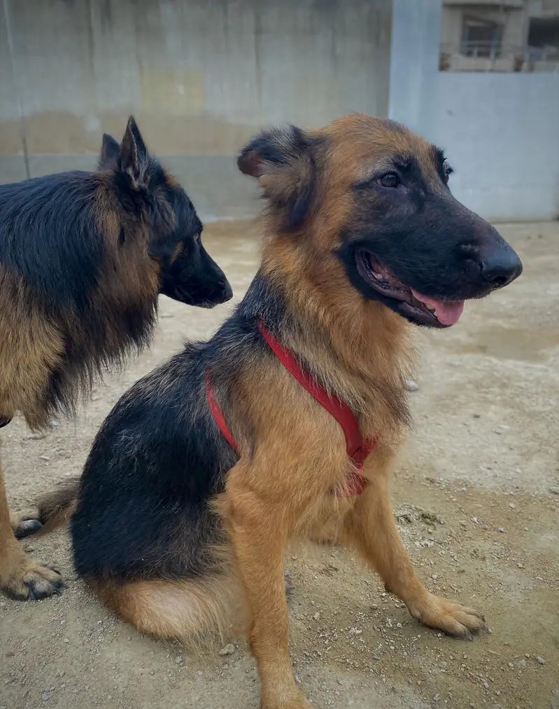 German shepherd longcoat pair — photo 3