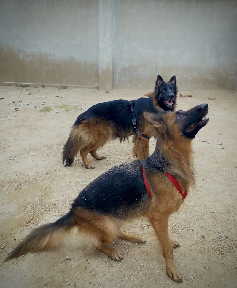 German shepherd longcoat pair — photo 4