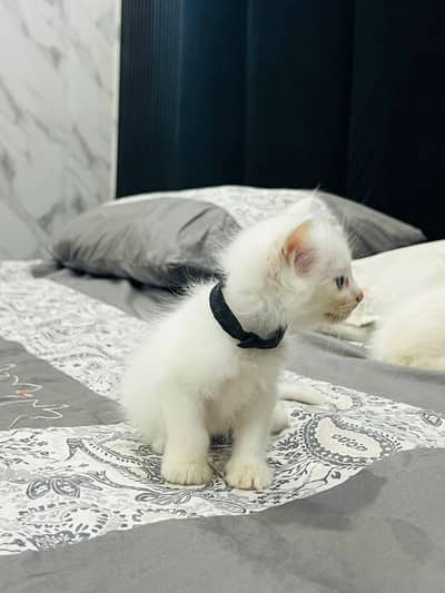 Good cat triple coat blue eyes litter train