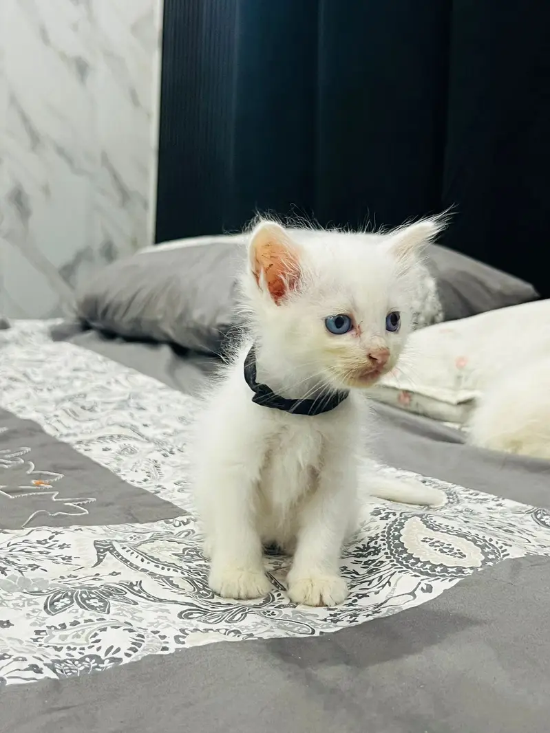 Good cat triple coat blue eyes litter train — photo 2