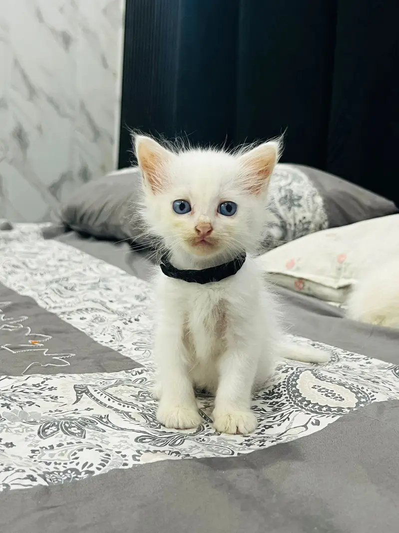 Good cat triple coat blue eyes litter train — photo 3