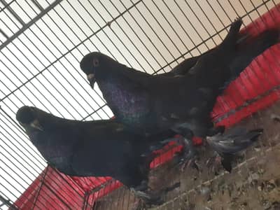 Black pom Breeder Pair For Sale