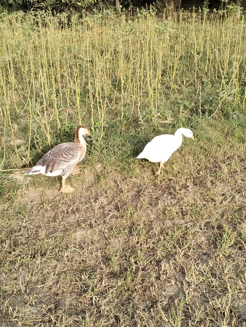 Duck pair for sale