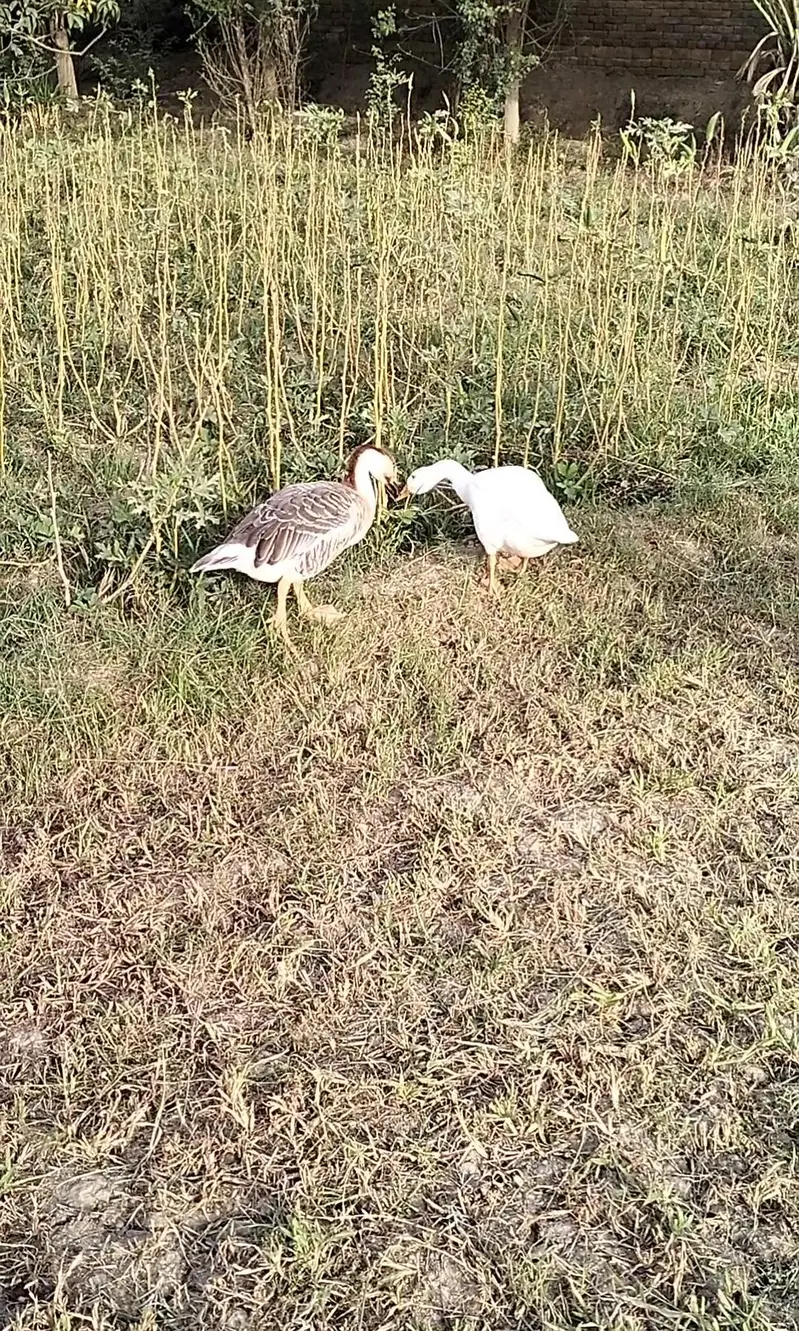 Duck pair for sale — photo 2