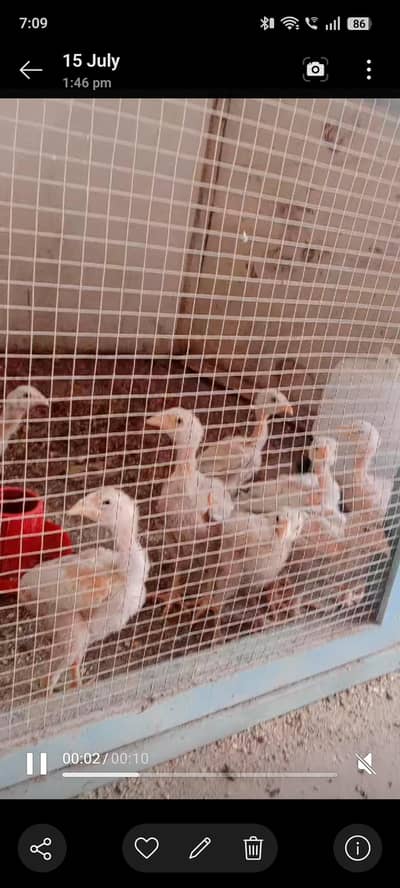 Aseel chicks for sale