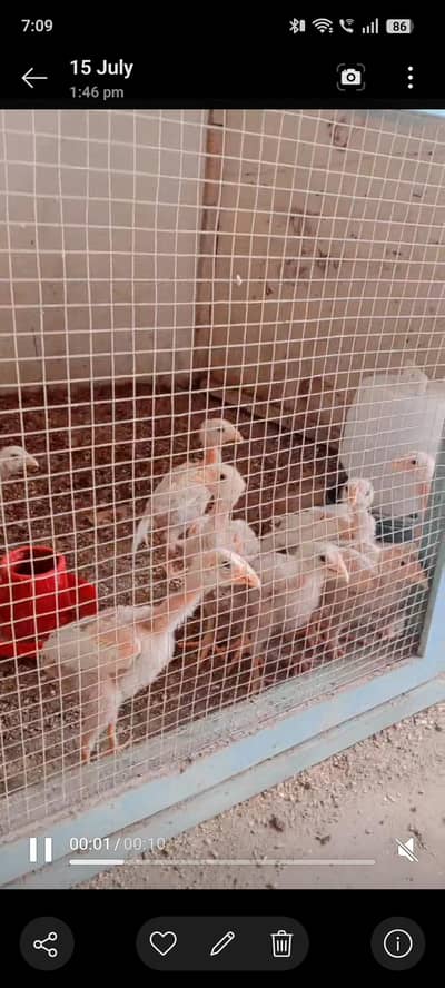 Aseel chicks for sale