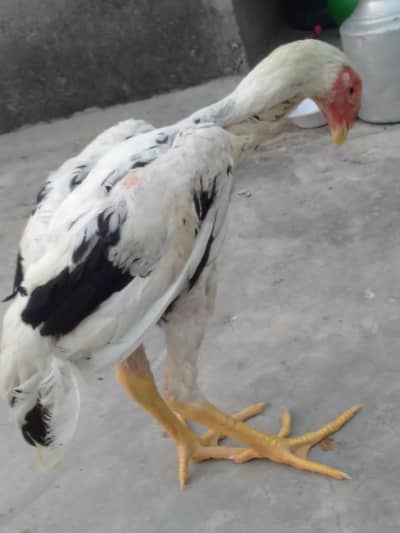 aseel patha for sale