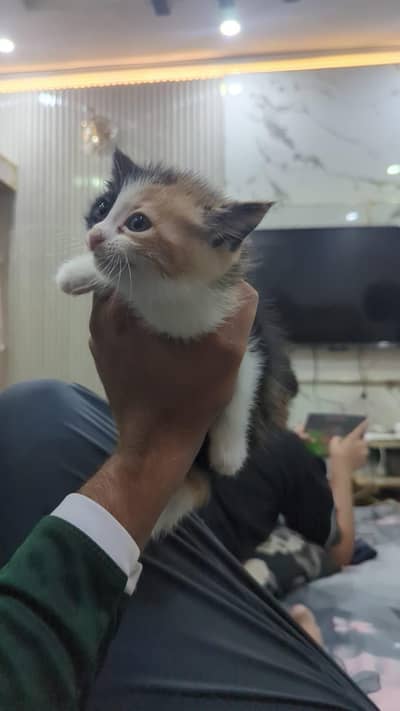 Percian Cat