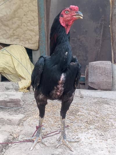 BURMI + VAITH PATHA FOR SALE GAME STYLE AVAILABLE
