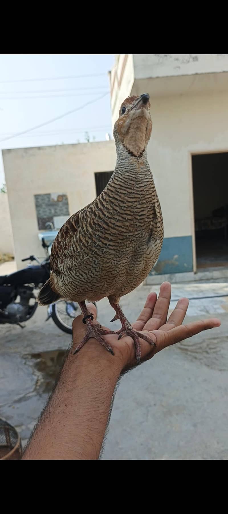 دکنی تیتر 0