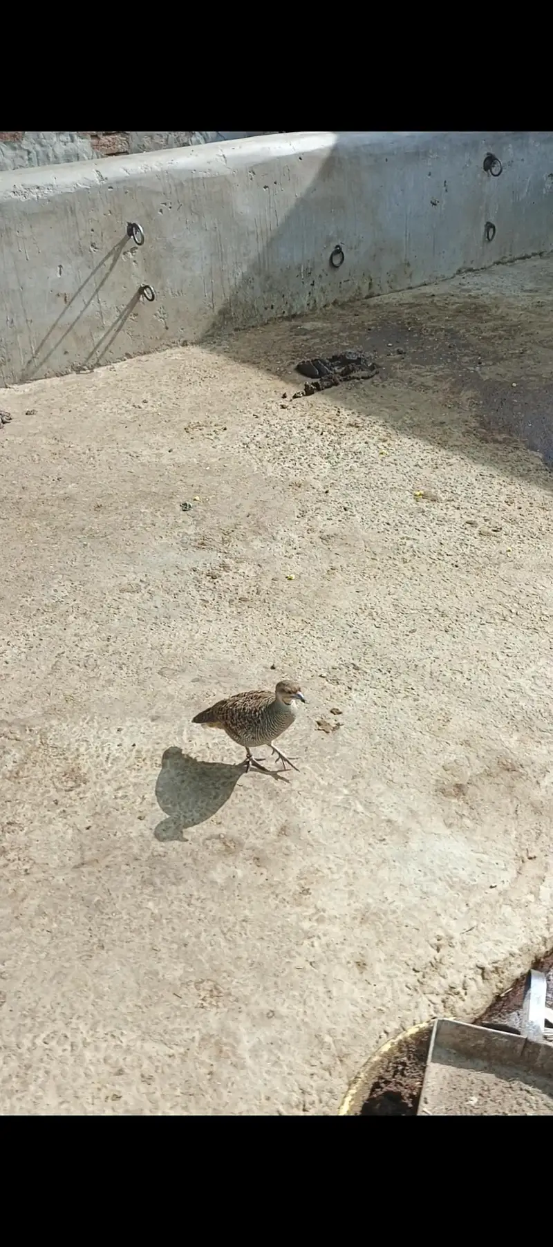 دکنی تیتر — photo 3