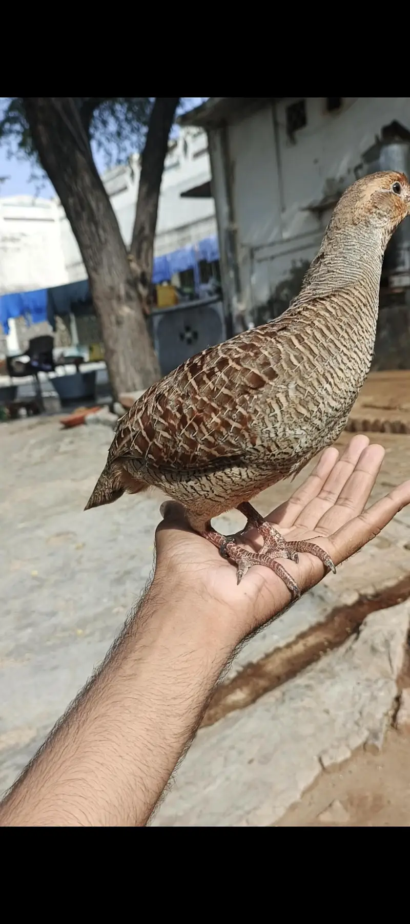 دکنی تیتر — photo 5