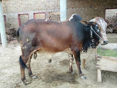 2 Bulls/ Pure cholistani/Mix sahiwal /Male