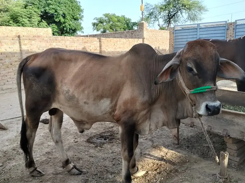 2 Bulls/ Pure cholistani/Mix sahiwal /Male — photo 2